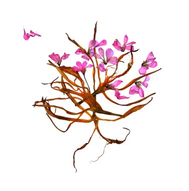 Kurutulmuş zambak yaprakları ve preslenmiş çiçek sardunyalar