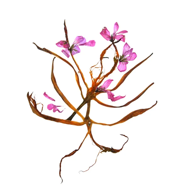 Κρίνος αποξηραμένα πέταλα και τα πιεσμένα λουλούδια γεράνια — Φωτογραφία Αρχείου