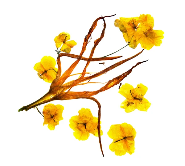Bizarro curvo extrudido pétalas de lírio seco. Flor celandi amarelo — Fotografia de Stock