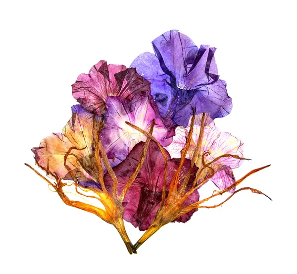 Причудливые изогнутые высушенные лепестки лилии. Цветок петунии голубой v — стоковое фото