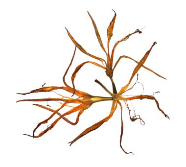 garip eğri haddelenmiş kurutulmuş zambak yaprakları