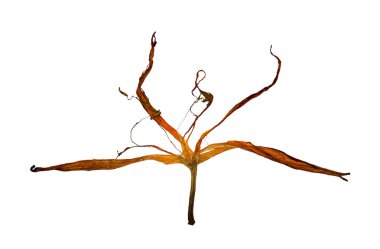 garip eğri haddelenmiş kurutulmuş zambak yaprakları