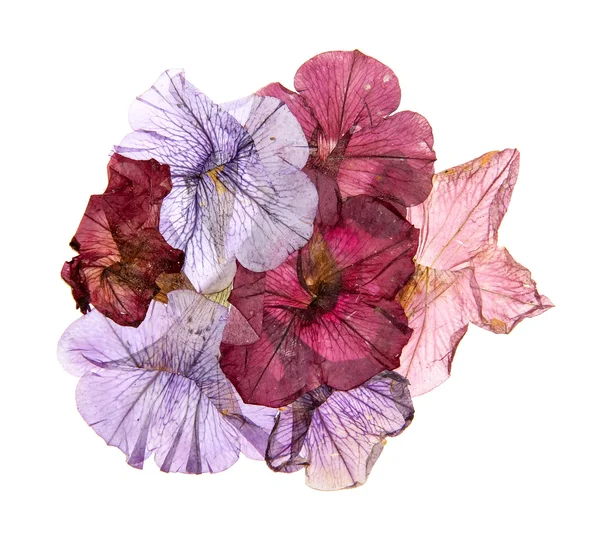 Aplikacja suszone wciśnięty petunii kolorowe — Zdjęcie stockowe