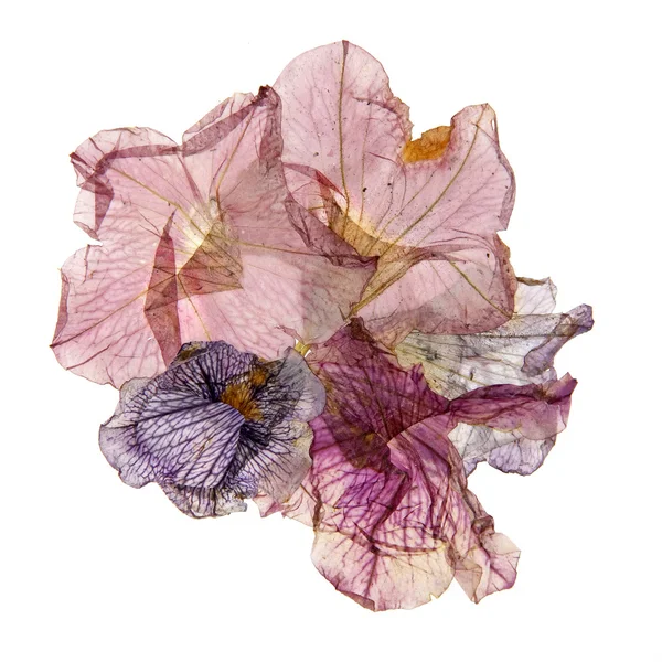Aplicarea petuniilor colorate presate uscate — Fotografie, imagine de stoc