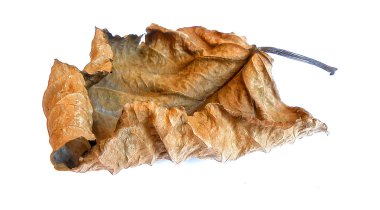 resimde petrol beraberlik kuru büyük kavak yaprakları 