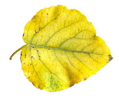 Sarı ve yeşil büyük kavak çizgileri ile taze yaprakları