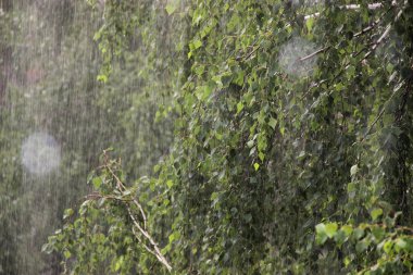 yağmurlu bir gün. Çam ve huş duş altında