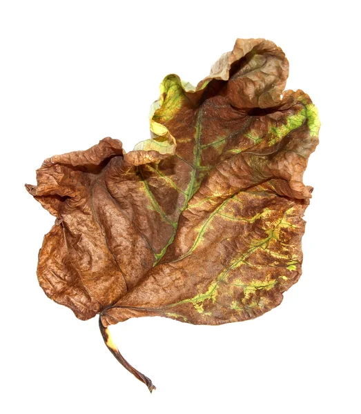 Высохла огромная скошенная коричневая с золотистым и зеленым листом — стоковое фото