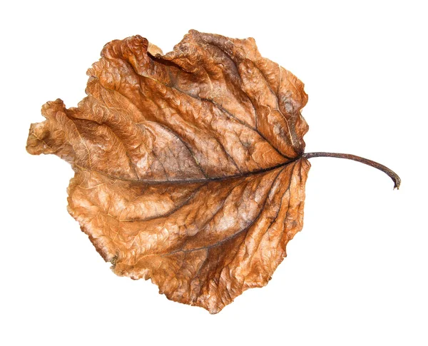 Torkat upp en enorm skrynkliga bruna blad av poppel — Stockfoto