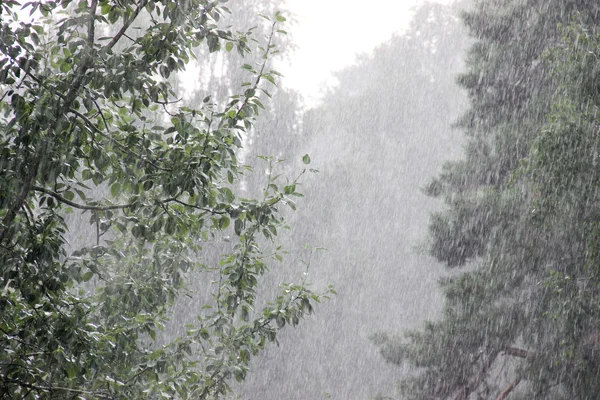Regentag. Kiefern und Birken unter der Dusche — Stockfoto