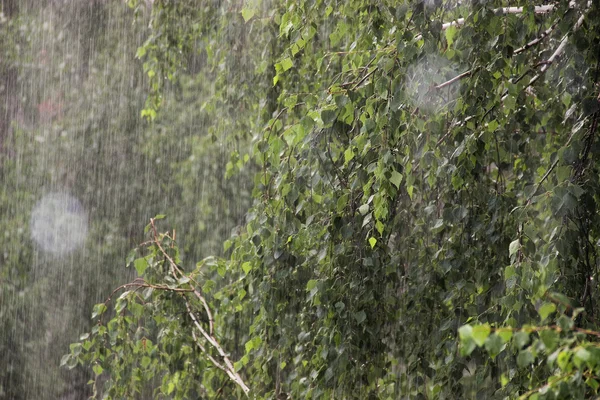 Dia chuvoso. Pinheiro e bétula sob o chuveiro — Fotografia de Stock