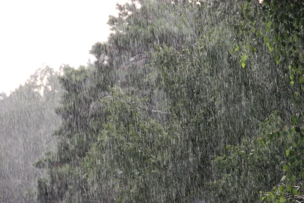 Rainy day. Pine and birch under the shower — Stock Photo, Image