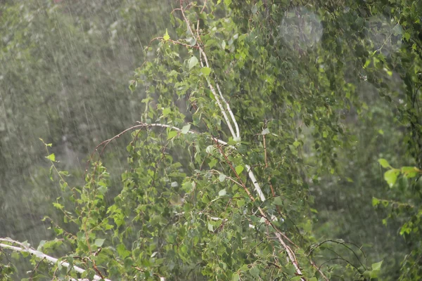 Deszczowy dzień. Sosna i brzoza pod prysznicem — Zdjęcie stockowe