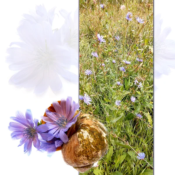 옛날 그대로 쉘 블루 치 코리의 섬세 하 고 신선한 꽃, 꽃잎 — 스톡 사진