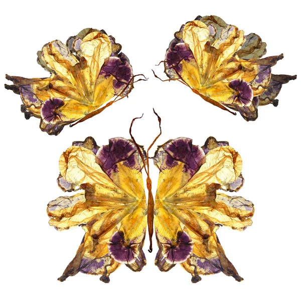 Floral butterfly vyrobený z květů — Stock fotografie