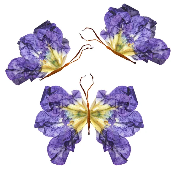 Borboleta floral feita de flores — Fotografia de Stock
