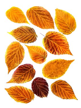 yağlı boya kuru ahududu, portakal, sarı, kırmızı yaprak düşer, çizmek