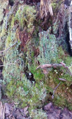 kabuk soyma ile kırık dal