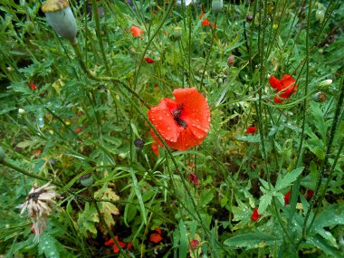 yağlı boya çiçek'ın bahçesinde yağmur damlaları ile