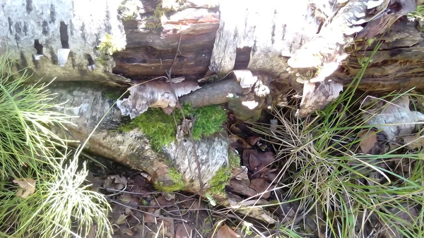 Haken mit abblätternder Rinde überwachsene Pilze — Stockfoto