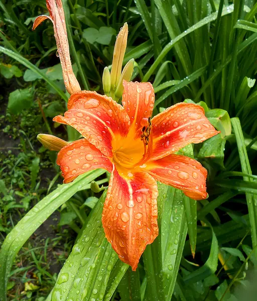 Olieverf bloemen met regendruppels op het gazon — Stockfoto