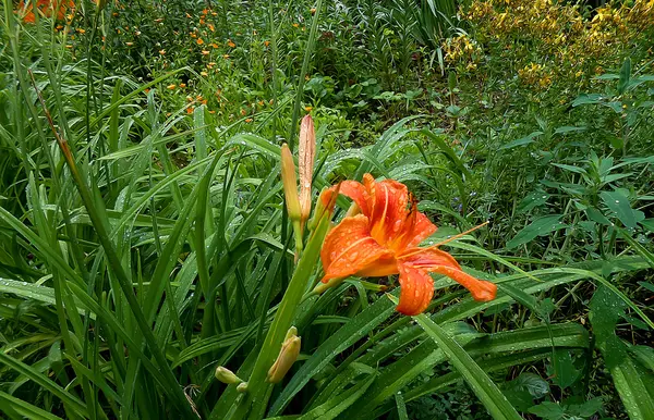 芝生の上の雨の滴をオイル ペイントの花 — ストック写真