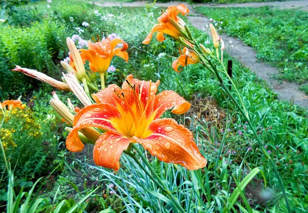 Цветы масляной краской с капельками дождя на газоне — стоковое фото