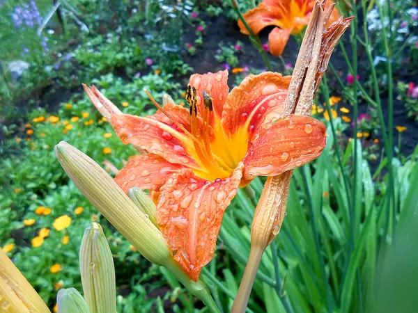 油彩花与雨滴在草坪上 — 图库照片