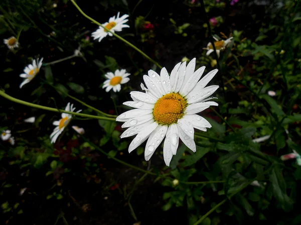 Flores de tinta de óleo com gotas de chuva no gramado — Fotografia de Stock