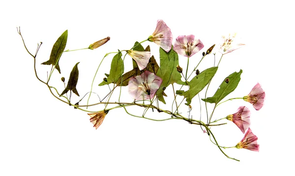 Chicote bindweed flores cobertas — Fotografia de Stock
