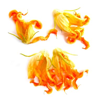  izole kabak çiçekleri