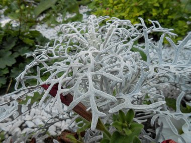 Fotoğraf manipülasyon terry simli Cineraria yaprakları