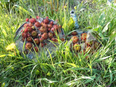 Fotoğraf manipülasyon süs lahana