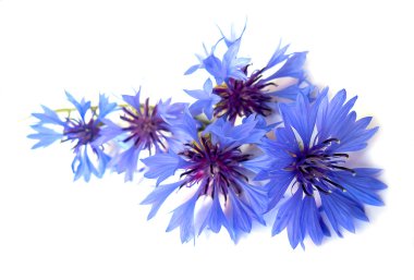 Fotoğraf manipülasyon mavi Peygamber Çiçeği