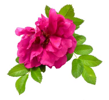 Fotoğraf manipülasyon terry kuşburnu