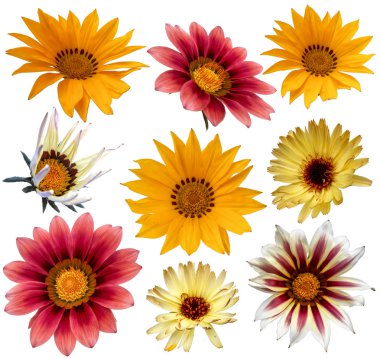 çok renkli gazania çiçek