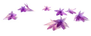 Fotoğraf manipülasyon mor Peygamber Çiçeği
