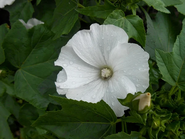 Photo manipulation white  petunia flowers — Stock Photo, Image