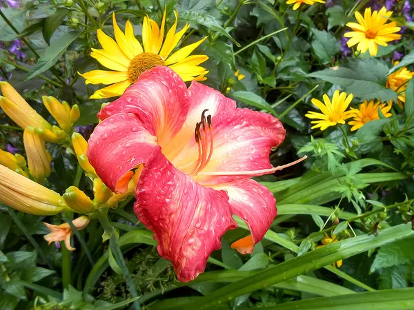 Foto manipolazione giglio fiori — Foto Stock