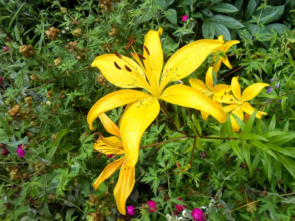 写真操作のユリの花 — ストック写真