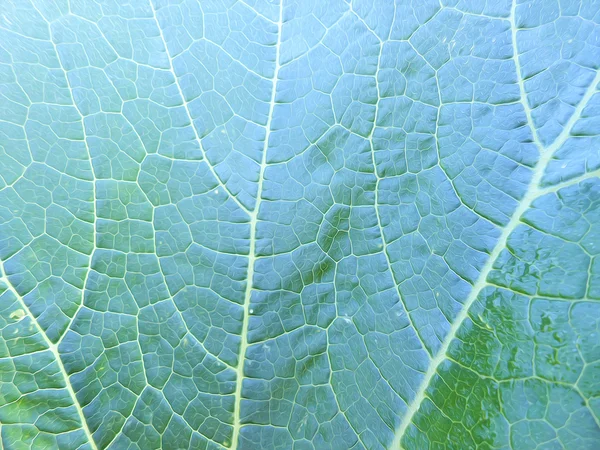 Foto manipulación fondo de hoja calabaza — Foto de Stock