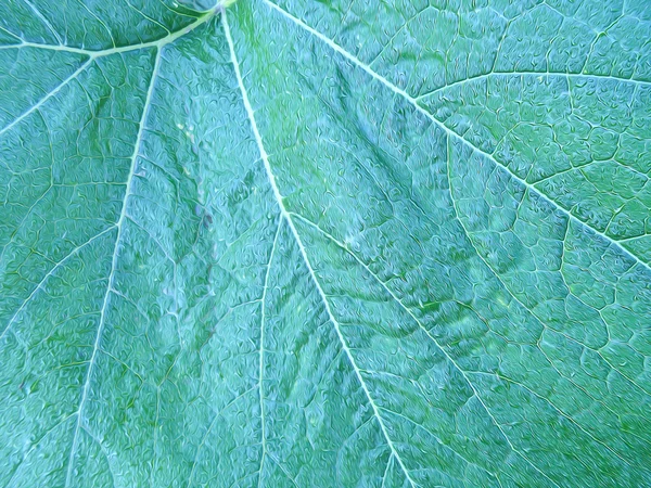 Foto manipulación fondo de hoja calabaza — Foto de Stock