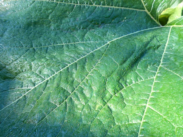 Foto manipulation bakgrund av leaf pumpa — Stockfoto