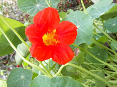 Fotoğraf manipülasyon çok renkli Petunya çiçek