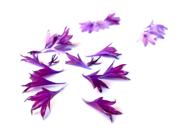 Photo manipulation purple cornflower — Stock Photo, Image