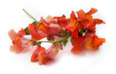 çok renkli aslanağızları buket