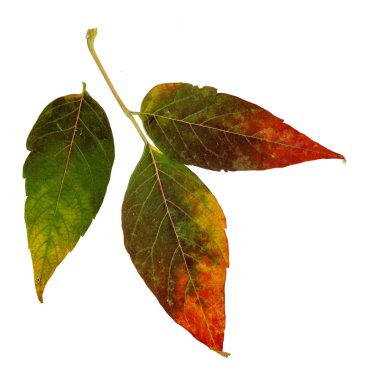 Sibirya renkli akçaağaç yaprakları