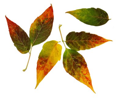 Sibirya renkli akçaağaç yaprakları