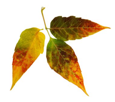 Sibirya renkli akçaağaç yaprakları