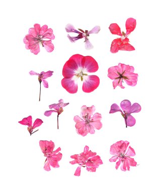 Multicolour Sardunya kümesi preslenmiş 